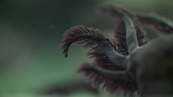 Axolotl Berenang Tangki Air — Stok Video