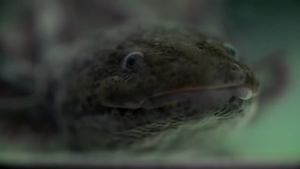 Axolotl Tankında Yüzüyor — Stok video