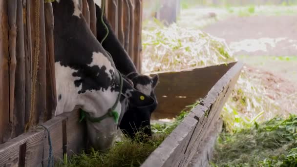 Cows Eating Barn — Stock Video