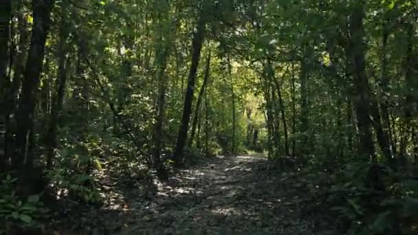 Fotografia Cinematográfica Ponto Vista Caminhante Caminhando Trilha Através Floresta Tropical — Vídeo de Stock
