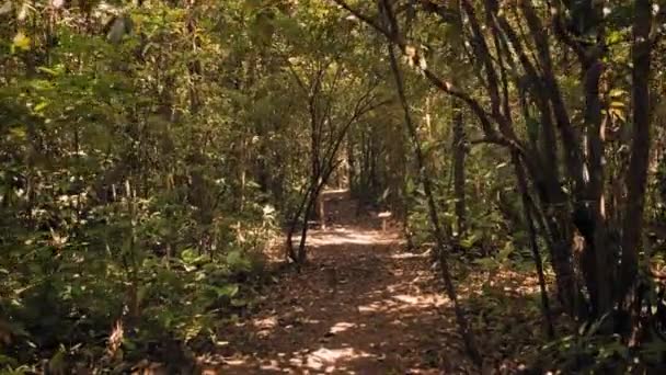 Ponto Vista Caminhante Caminhando Trilha Através Floresta Tropical Selvagem — Vídeo de Stock