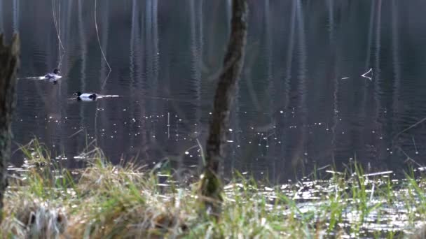 Pájaro Acuático Sumerge Lago Resucita Mientras Otro Pájaro Nada Lejos — Vídeos de Stock