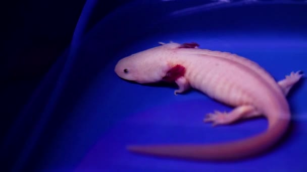 Albina Natación Axolotl Tanque Agua — Vídeos de Stock