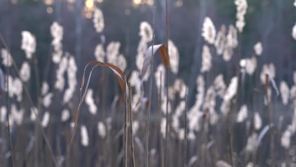 背景には湖の葦が風になびく水草 — ストック動画