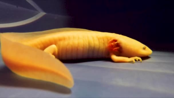 Albina Axolotl Nadando Tanque Água — Vídeo de Stock