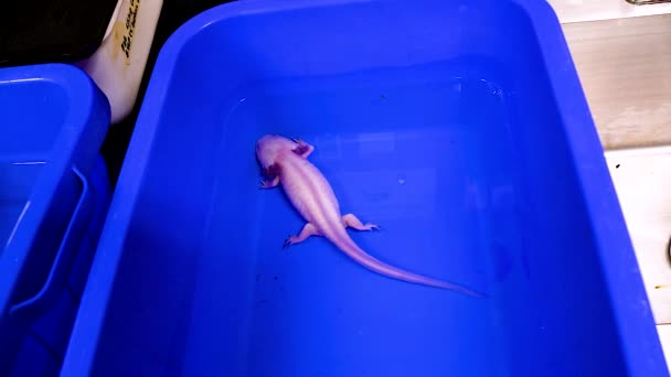 Albina Axolotl Nadando Tanque Água — Vídeo de Stock