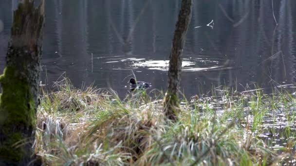 Dva Vodní Ptáci Potápějí Hlubin Klidného Jezera Znovuzrození — Stock video