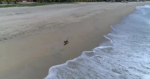 Aerial Drone Shot Dog Running Zicatela Beach Puerto Escondido Oaxaca — Stock Video