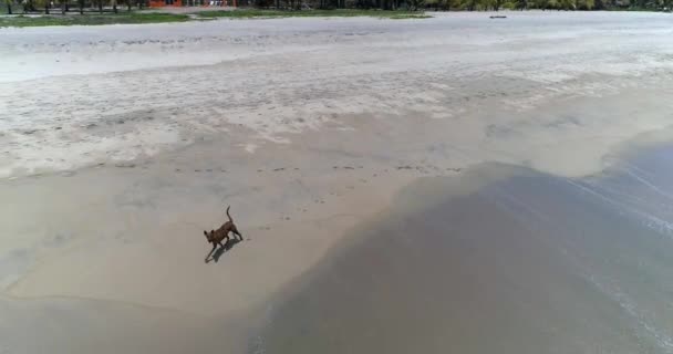 Flygdrönare Skott Hund Som Kör Zicatela Stranden Puerto Escondido Oaxaca — Stockvideo