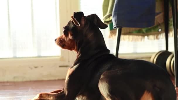 Chihuahua Tumbado Descansando Terraza Mirando Alrededor Pequeño Perro Mintiendo — Vídeo de stock