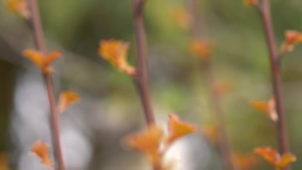 Kwiaty Kot Ogrodzie Wiosną — Wideo stockowe