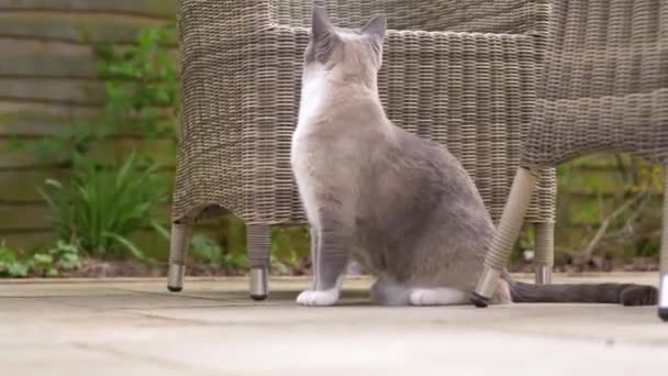 Cat Ragdoll British Short Hair Mix Tuin Tijdens Het Voorjaar — Stockvideo