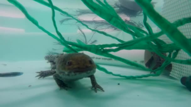 Axolotl Schwimmt Wassertank — Stockvideo