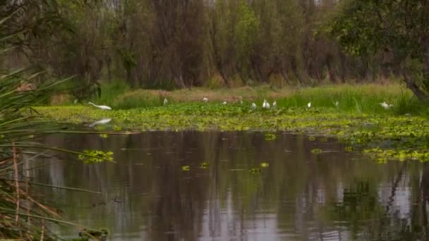 Reiher Xochimilco Kanal Mexiko Stadt — Stockvideo