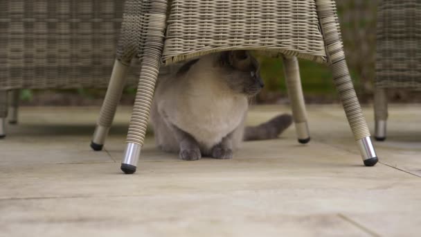 Cat Ragdoll British Short Hair Mix Tuin Tijdens Lente Slow — Stockvideo