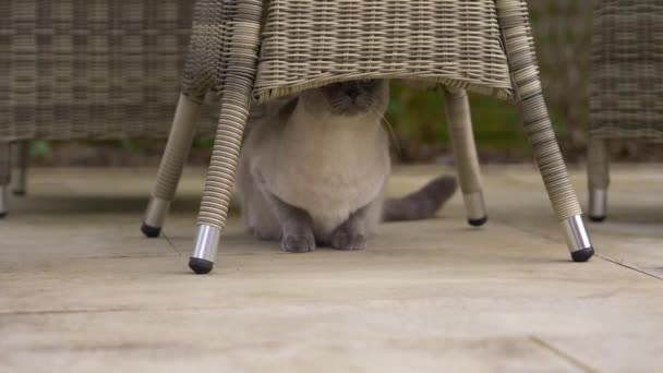 Gato Ragdoll Mezcla Británica Pelo Corto Jardín Durante Primavera — Vídeo de stock