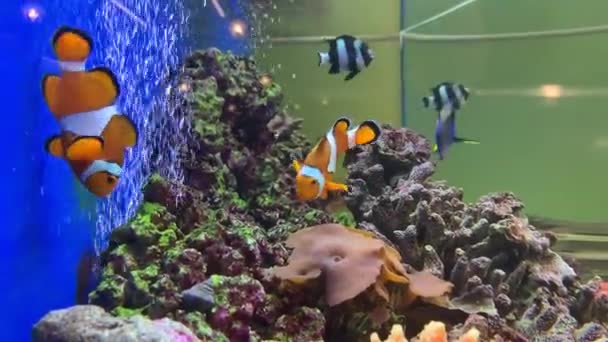 Acquario Interno Con Pesci Pagliaccio Decorazioni Corallo — Video Stock