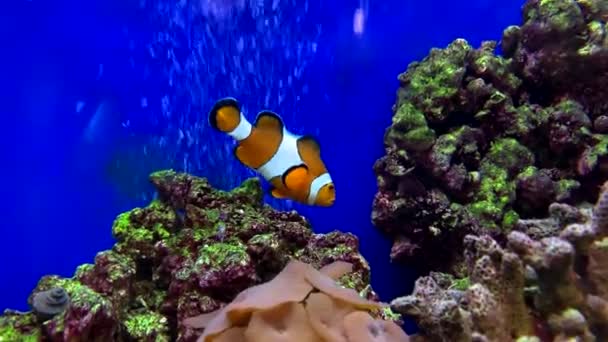 Egy Beltéri Akvárium Egy Bohóchal Ami Buborékokban Játszik — Stock videók