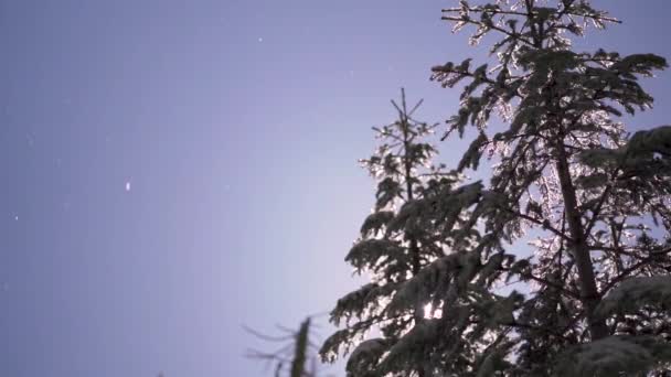 Disparo Cámara Lenta Nieve Derritiéndose Árboles Siempreverdes Durante Deshielo Primavera — Vídeos de Stock