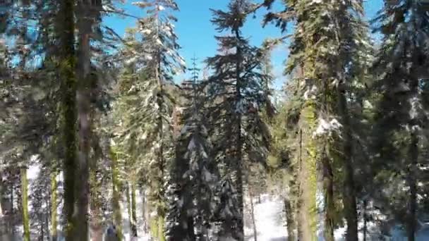 Mosca Aérea Através Árvores Cobertas Neve Galhos Floresta Câmera Avança — Vídeo de Stock