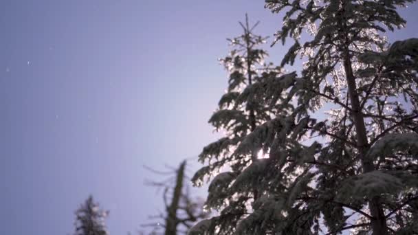 Pan Snö Smälter Vintergröna Träd Slow Motion Solig Vårdag — Stockvideo