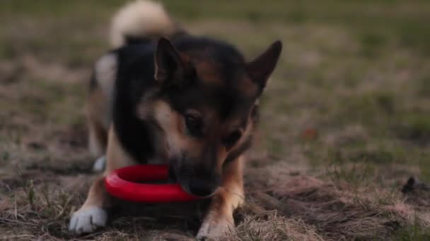 Köpek Dışarıda Kırmızı Lastik Halkayı Çiğniyor — Stok video