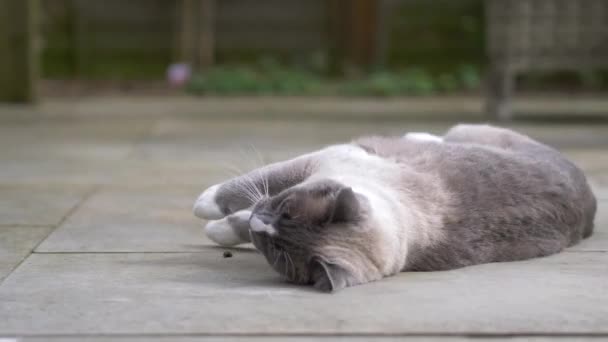 Cat Ragdoll British Short Hair Mix Tuin Tijdens Lente Slow — Stockvideo