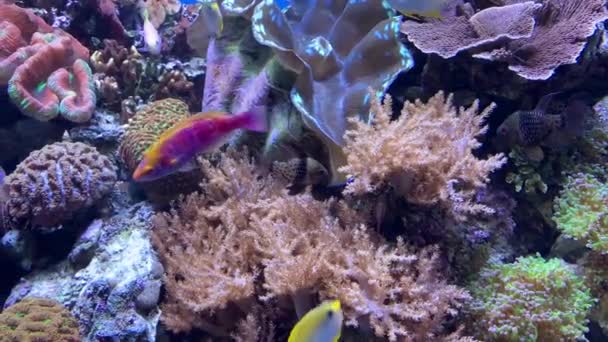 Super Rare Brilliantly Colored Collection Tropical Fish — Stock Video