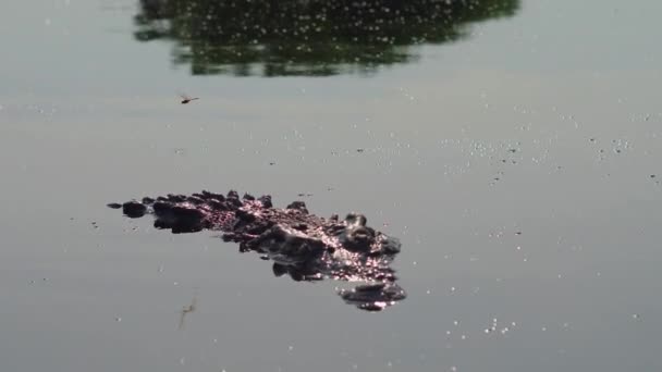 Shot Big Crocodile Dragonfly Mangrove Ventanilla Oaxaca — Stock Video
