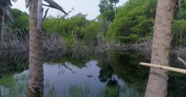 Luftaufnahme Der Mangroven Und Eines Krokodils Ventanilla Oaxaca — Stockvideo