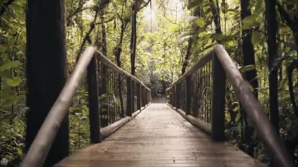 Sospensione Ponte Legno Foresta Pluviale Amazzonia Giungla Brasile — Video Stock