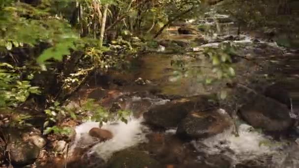 Flujodentro Una Selva Amazónica Selva Tropical Con Río Tranquilo Limpio — Vídeo de stock