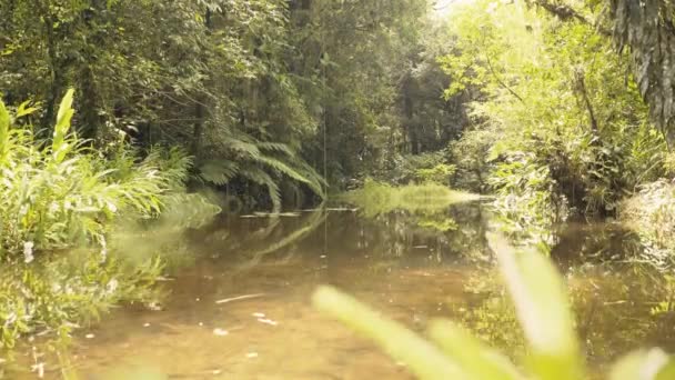 Binnen Het Regenwoud Amazone Jungle Met Een Rustige Schone Rivier — Stockvideo