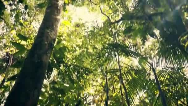 Avslöja Vacker Upphängning Träbro Över Bäck Regnskogen Amazon Djungel — Stockvideo