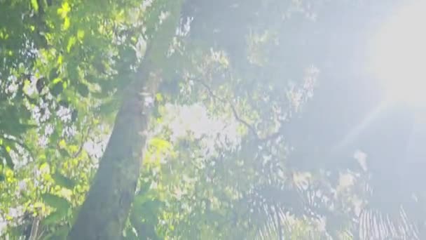 Открытие Красивого Подвесного Деревянного Моста Через Реку Джунглях Амазонки Бразилия — стоковое видео