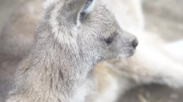 Jonge Kangoeroe Australische Instandhouding Slow Motion — Stockvideo