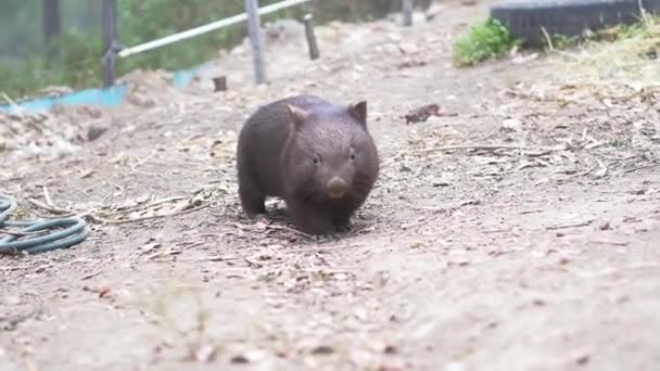 Ung Wombat Australien Bevarande Slow Motion — Stockvideo