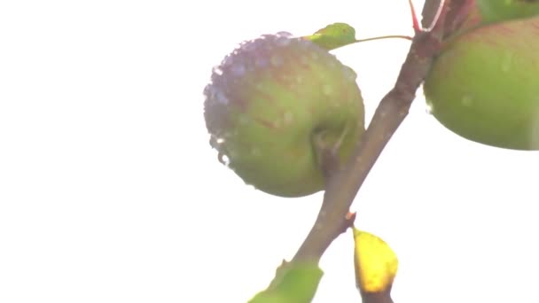Zbliżenie Jabłoni Jabłoni Rozbłyskiem Słońca — Wideo stockowe