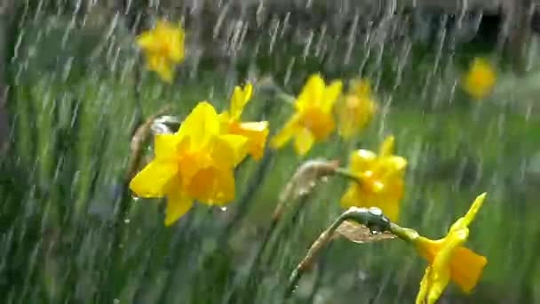 Bright Yellow Daffodils Rain — Stock Video