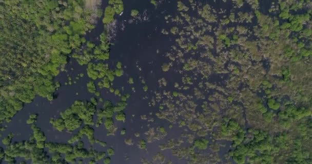 Снимок Мангрового Леса Вентанилья Оахака — стоковое видео