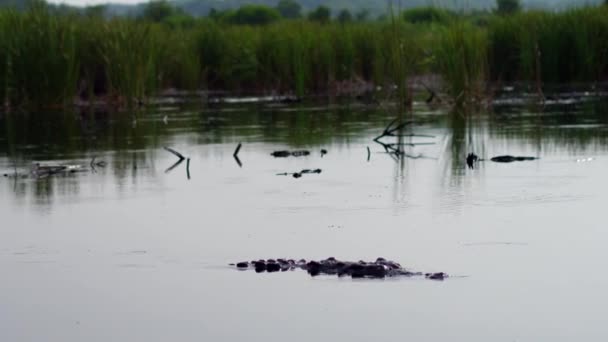 Pořízen Velký Krokodýl Plavající Mangrovu Ventanilla Oaxaca — Stock video