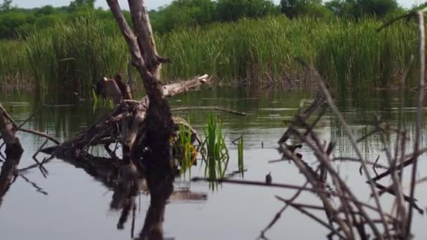 Revealing Shot Big Crocodile Swimming Mangrove Ventanilla Oaxaca — Stock Video