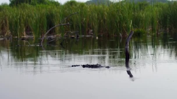 Снимок Большого Крокодила Плавающего Мангровом Зарослях Вентанилле Оахака — стоковое видео