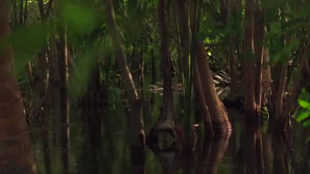 Tournage Une Inondation Une Forêt Tropicale Dans Mangrove Ventanilla Oaxaca — Video