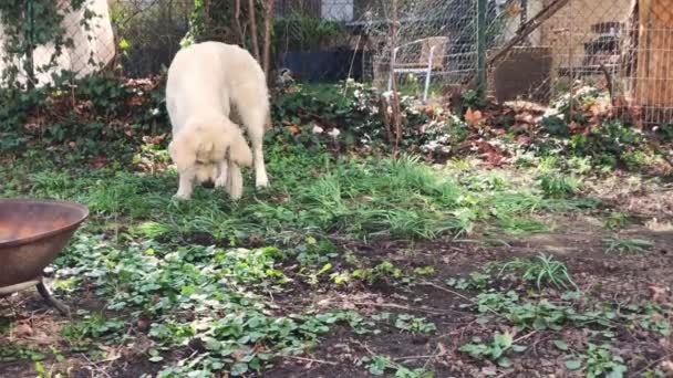 White Dog Searching Digging Ground — Stock Video
