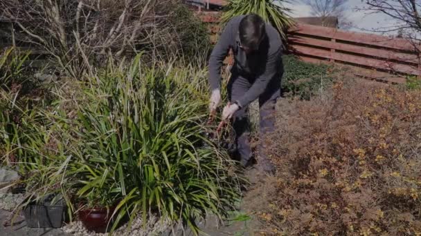 Старший Ріже Довгу Траву Біля Стежки Ножицями Власному Саду — стокове відео
