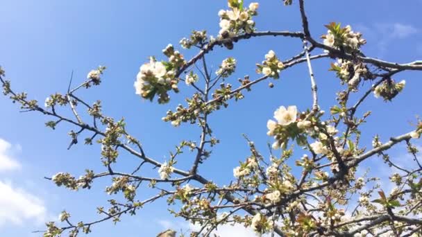 Primavera Com Flores Abelhas — Vídeo de Stock