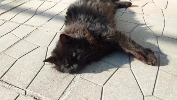 Stor Svart Katt Ligger Marken — Stockvideo