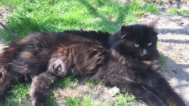 Große Schwarze Katze Liegt Auf Dem Boden — Stockvideo