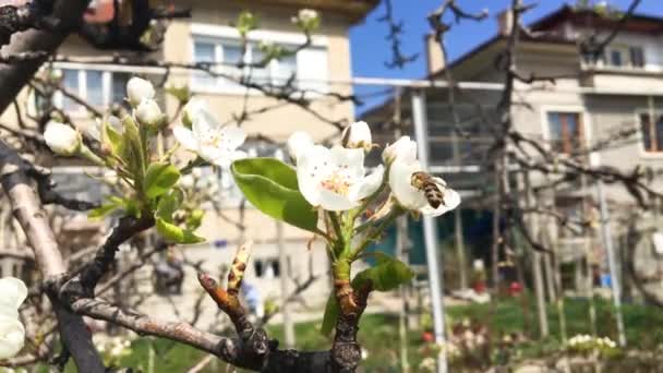 Frühling Mit Blumen Und Bienen — Stockvideo